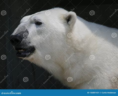 Polar Bear Face Close Up Stock Image Image Of Polar 156881431