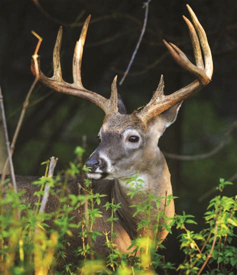 Whitetail Institute Win The Antler Growth Lottery With Help Of