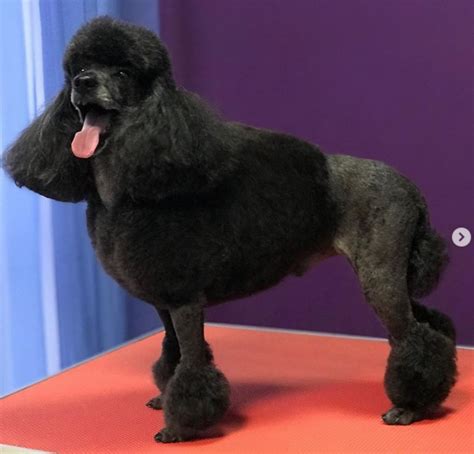 50 Best Poodle Haircuts For Dog Lovers Page 5 Of 12 The Paws