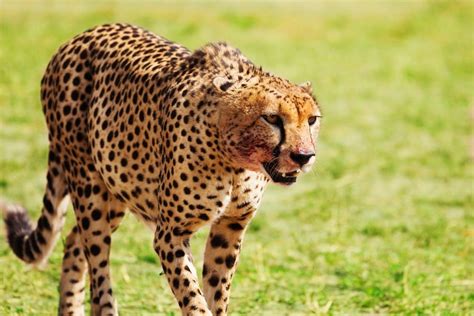 Top 10 Most Dangerous Wild Animals In The World Listaka