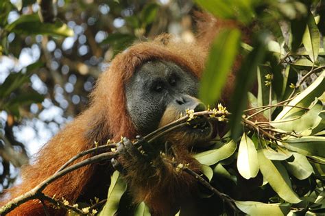 New Orangutan Species Could Be The Most Endangered Great Ape The New