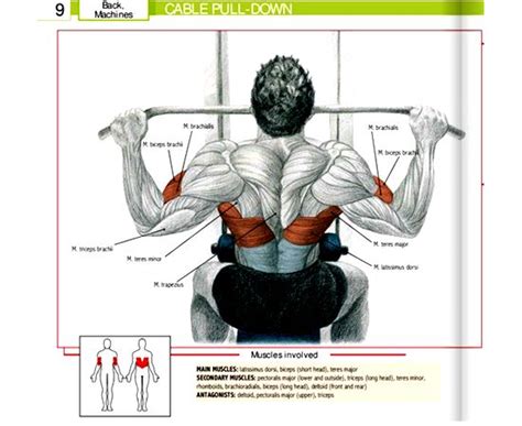 Muscles are all made of the same material, a type of elastic tissue (sort of like the material in a rubber band). Lat-Cable-Pull-Down-Machine-Muscles-Workes-and-Exercises ...