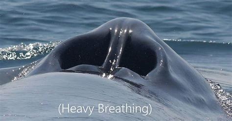 Whales Blowhole Heavy Breathing Imgur