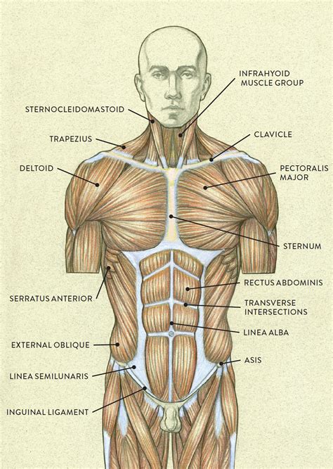 Chest Muscles Diagram Labeled Pectoral Girdle Anatomy Bones Muscles Function Diagram Kulturaupice