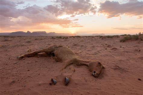 Dead Horse In Monument Valley Rmorbidlybeautiful