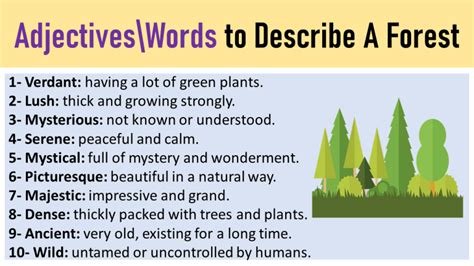 Adjectives For Forest Words To Describe A Forest Describingwordcom
