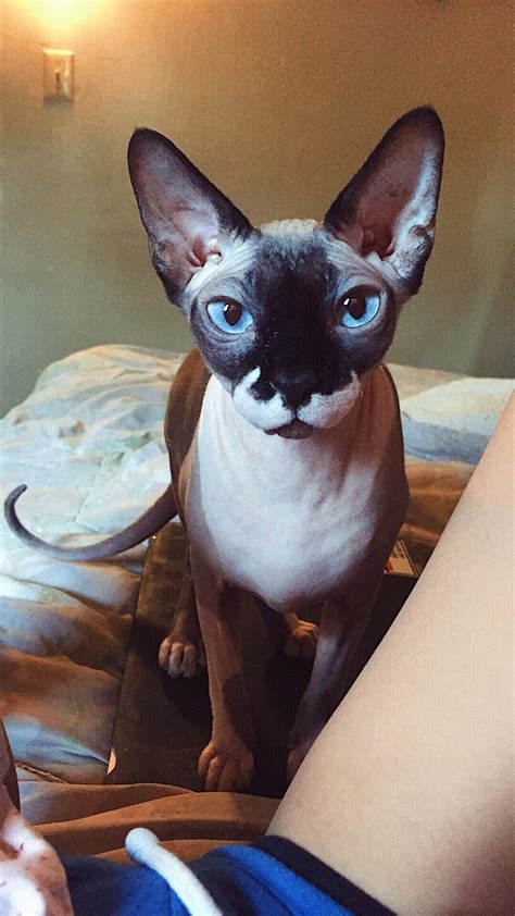 Meet Jiggly Puff My Sphynx Cat Previous Owners Named Her Bc She Was