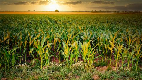 Mais Maisfeld Landwirtschaft Kostenloses Foto Auf Pixabay Pixabay