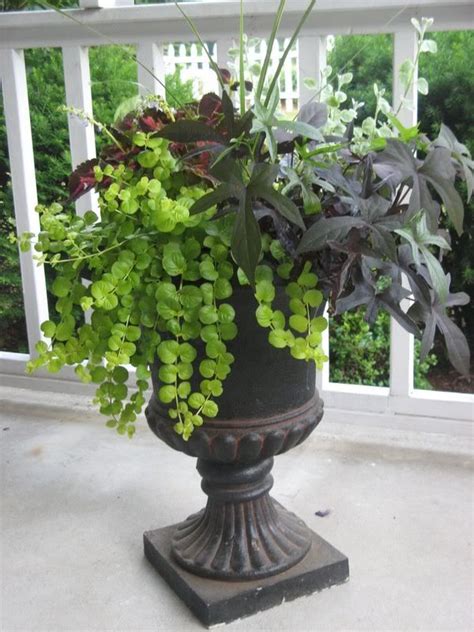 17 Best Images About Shade Container Gardens On Pinterest