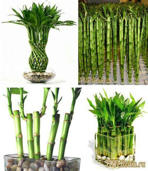 How To Propagate Lucky Bamboo 14 Steps With Pictures Artofit