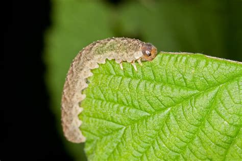 Grey Caterpillar Stock Image Image Of Green Dogs Colours 28080527