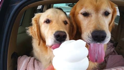 Yoghurt, ice cream, sauce, chocolate, pie, cake. 10 Funniest Dogs Eating Ice Cream - 1Funny.com