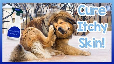 How To Cure Your Dogs Itchy Skin Tips And Homemade Cures To Stop Your