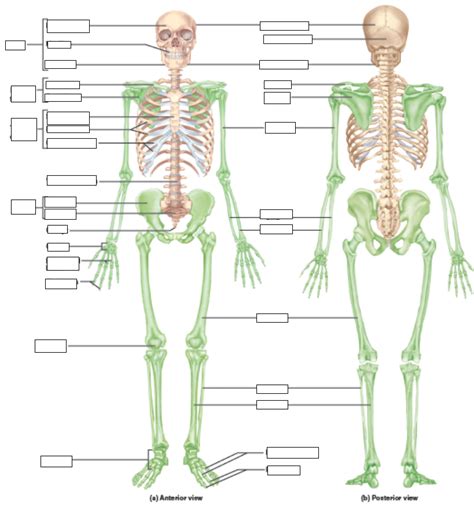 Anatomy Lab Chapter 312 Overview Of The Skeleton Diagram Quizlet