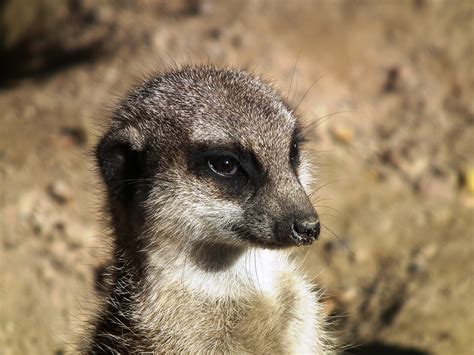 Meerkat Mongoose Look Out Free Photo On Pixabay Pixabay