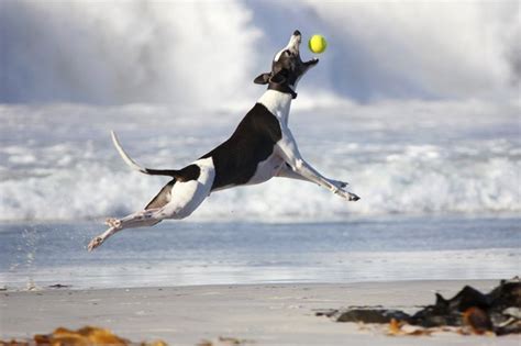 Here Are The Worlds Highest Jumping Dogs Cuteness