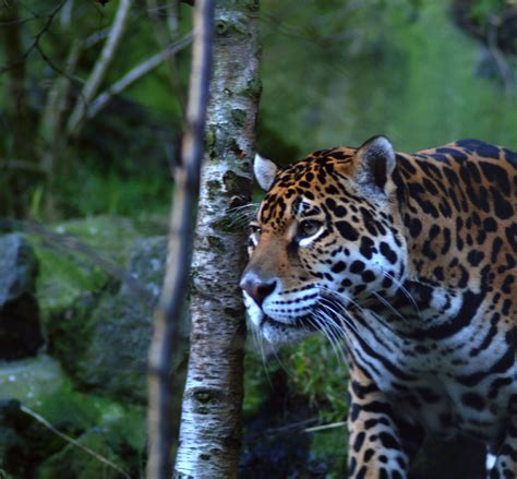 Jaguar Edinburgh Zoo Barry Primrose Flickr