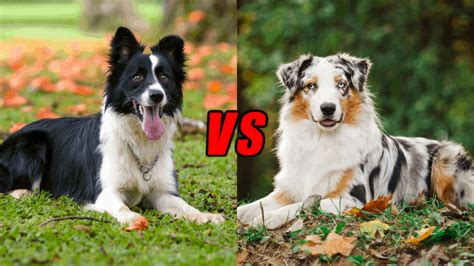 Border Collie Vs Australian Shepherd Differences Which Is Better