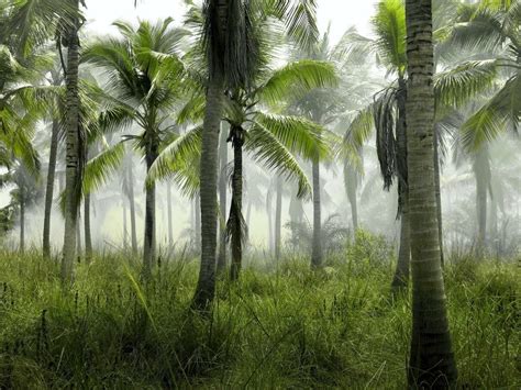 Clima Tropical Húmedo Características Flora Fauna Y Adaptabilidad
