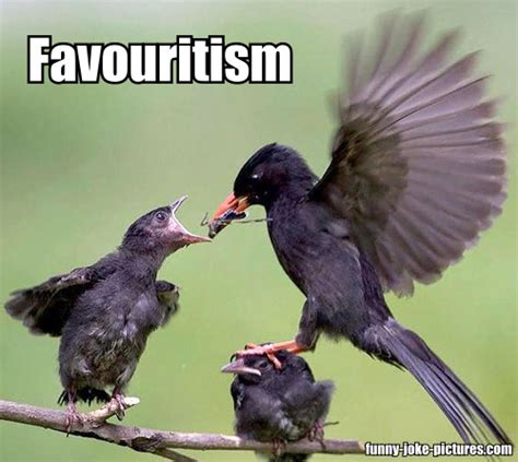 Bird Favouritism Meme ~ Funny Joke Pictures