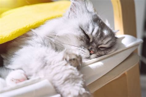 Cute Domestic Persian Cat Relaxing Or Sleeping At Home And Enjoying The