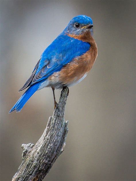 Attracting Bluebirds What Do Bluebirds Need To Live On Your Property