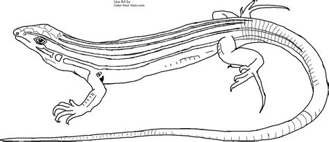 Reptile skin is covered with scales, structures that grow on the animal's outer skin and consist of a hard substance known as keratin which is similar to human reptiles have developed larger skeletons that can hold larger organs and help them increase in size. Reptile coloring pages to download and print for free