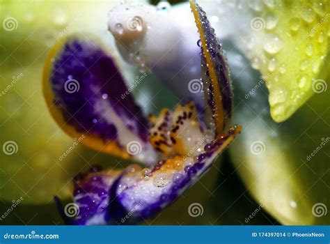 Detaljerad Exotisk Makrocloseup Inflorescens Av Blommande Blommor Av