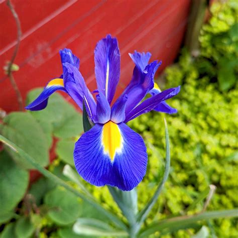 Bulbes IRIS Hollandica Blue Magic Iris De Hollande En Vente