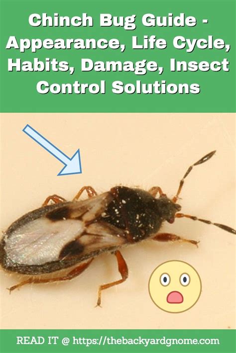 Chinch Bug Guide Appearance Life Cycle Habits Damage Insect