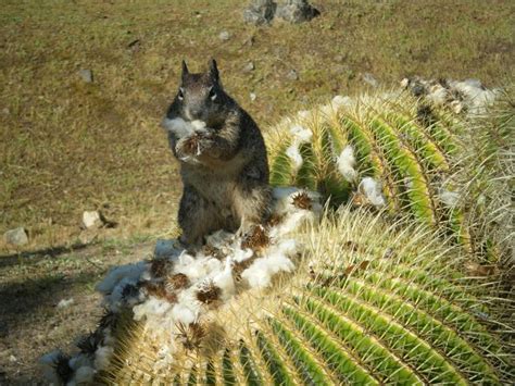 Squirrel On A Cactus At Wrigley Botanical Gardens Catalina Island Ca
