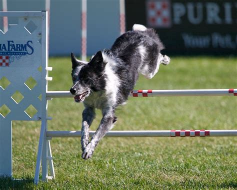 Razzle The Border Collie At The Pidc Dog Agility Photo 8642338 Fanpop