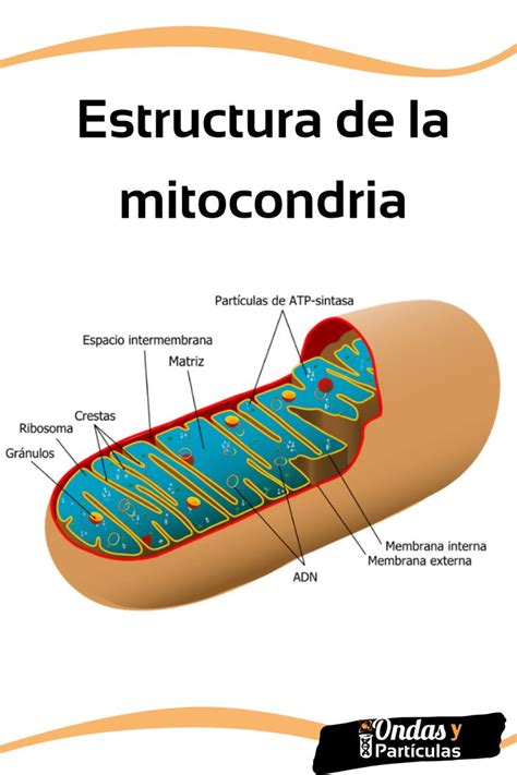 Estructura De La Mitocondria Mitocondria Anatomia Y Fisiologia