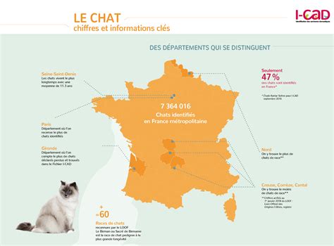Infographie Le Chat Chiffres Et Informations Clés