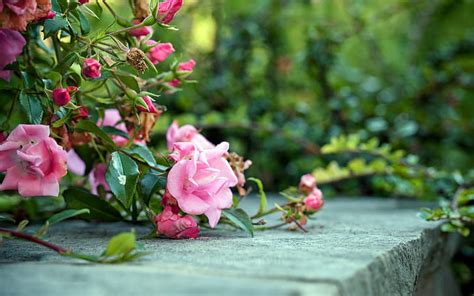 Hd Wallpaper Pink Roses On The Ground Wallpaper Flare