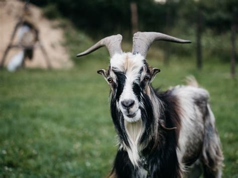 Cashmere Goat Pictures Download Free Images On Unsplash