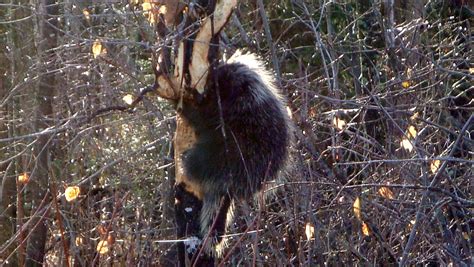 Porcupine 3 I Watched This Porcupine Eat Off This Tree F Flickr