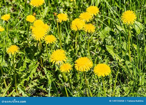 A Group Of Yellow Dandelions Grow On A Green Background Of Leaves And