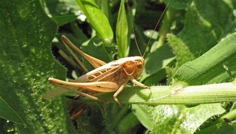 We did not find results for: Description of the Habitats Grasshoppers Live In | Garden ...