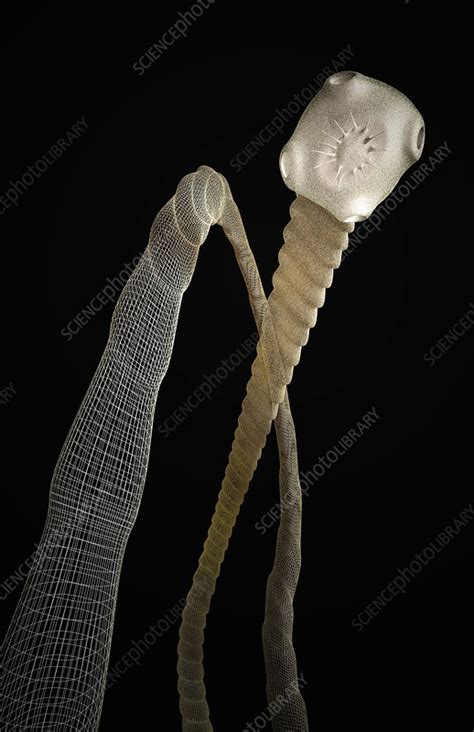 Tapeworm Stock Image F0021161 Science Photo Library