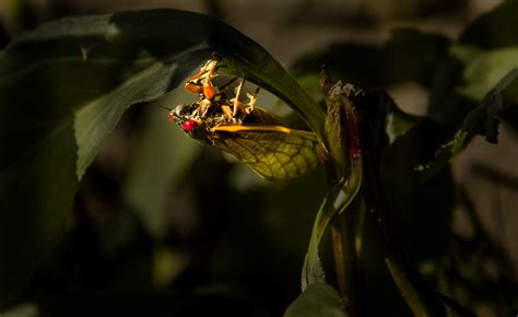 17 Year Cicadas Steves World A Photographic Journey