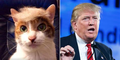 Trump Your Cat Encourages People To Put Donald Trump Hairstyles On