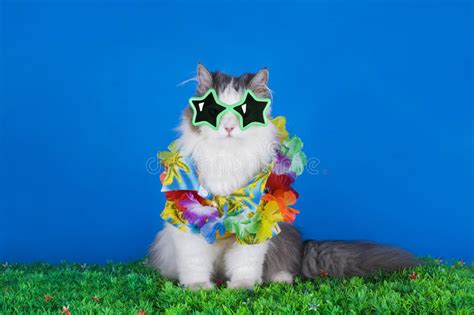 Did you scroll all this way to get facts about cat hawaiian shirt? Cat in a Hawaiian shirt stock image. Image of weekend ...