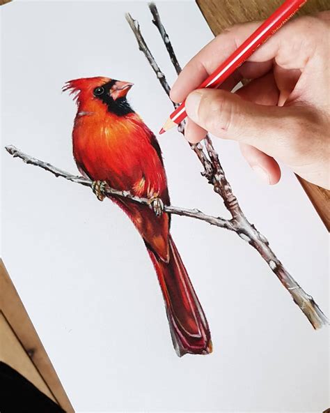 Quick Little Drawing Of A Northern Cardinal About 5 Hours All In One