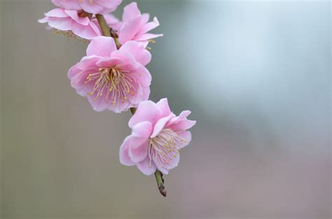Fond d écran branche fleur de cerisier rose printemps Ume flore