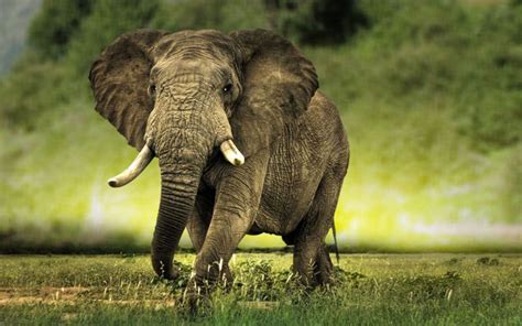 Strong Beautiful Gentle Powerful Elephants Elefantes Elefante