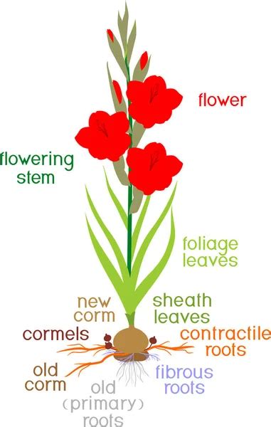 Label Flower Diagram Vector Diagram Showing Parts Of Narcissus Whole