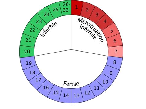 Charting Your Fertility Cycle Healthy Living