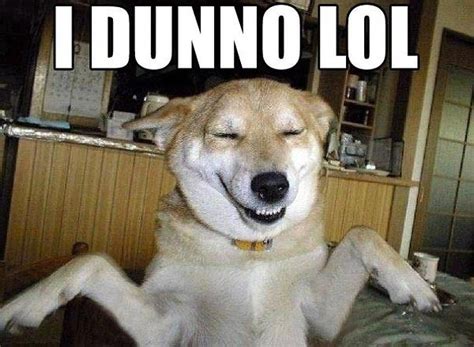 25 Best Funny Dog Pictures