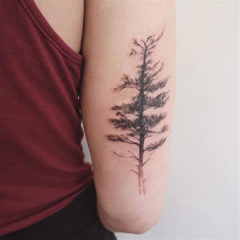 Eastern White Pine Jess Chen Tattoo Pine Tattoo Pine
